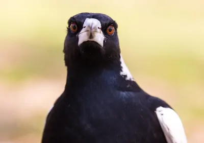 an Australian magpie stares down the camera an Australian magpie stares down the camera
